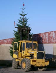 Vojtěch Veselý – Volvo loader operator – kloubový nakladač vztyčuje vánoční stromek